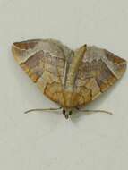 Image of Chevron Moth