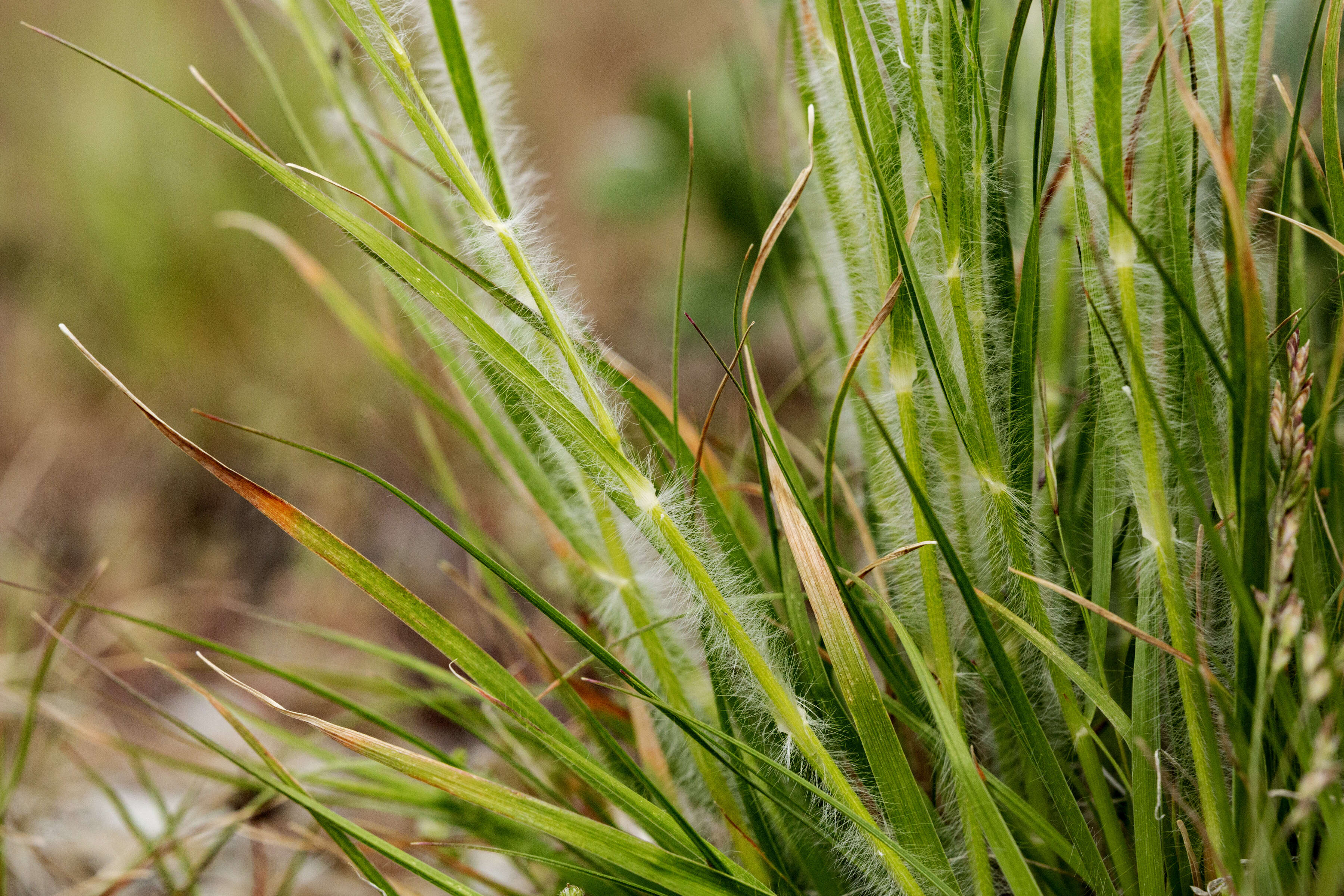 Image de Danthonia unispicata (Thurb.) Munro ex Macoun