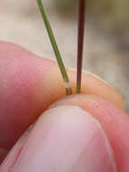 Image of western needlegrass