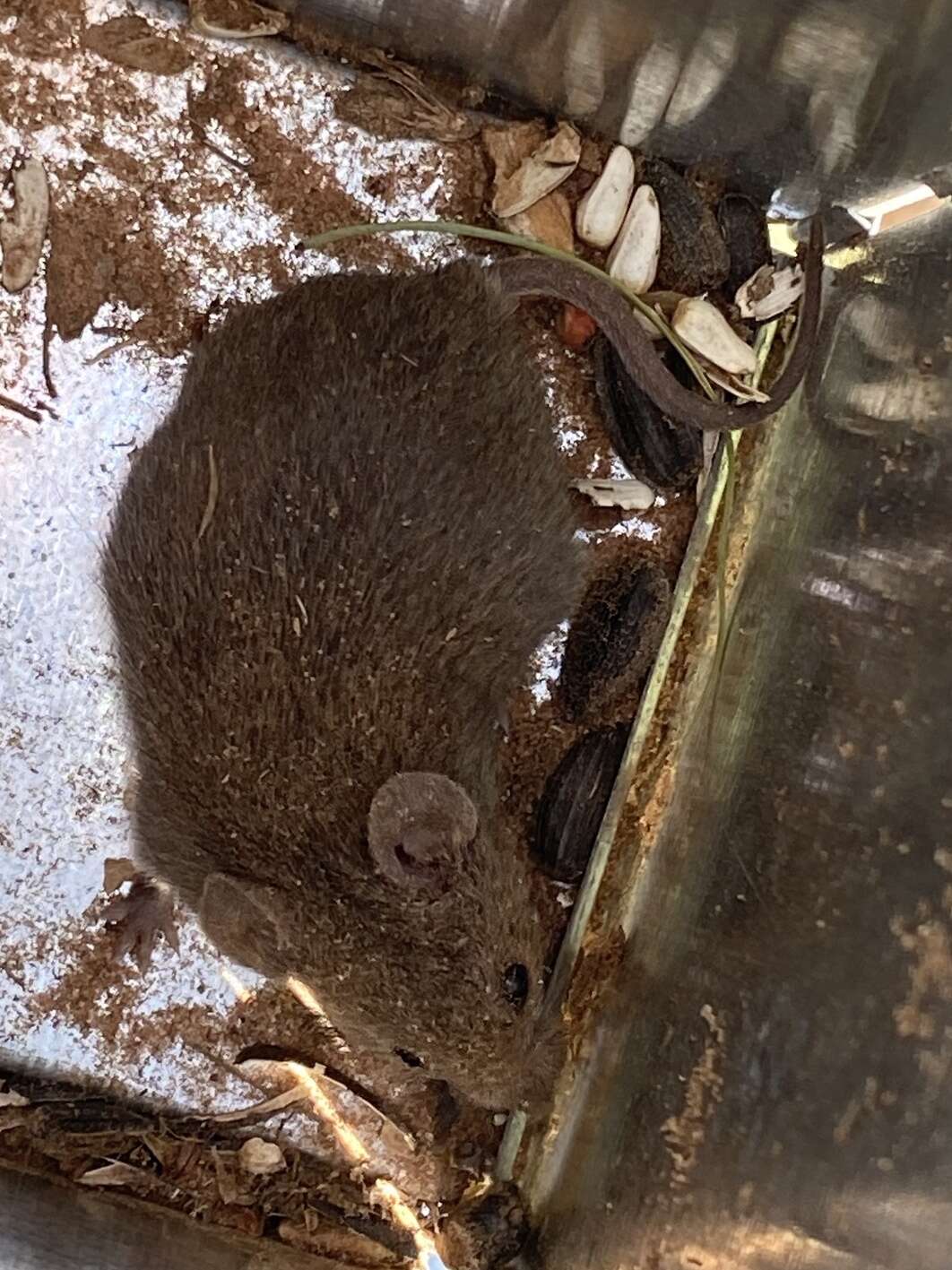 Image of Northern Pygmy Mouse