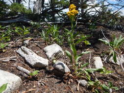 Image of Missouri goldenrod