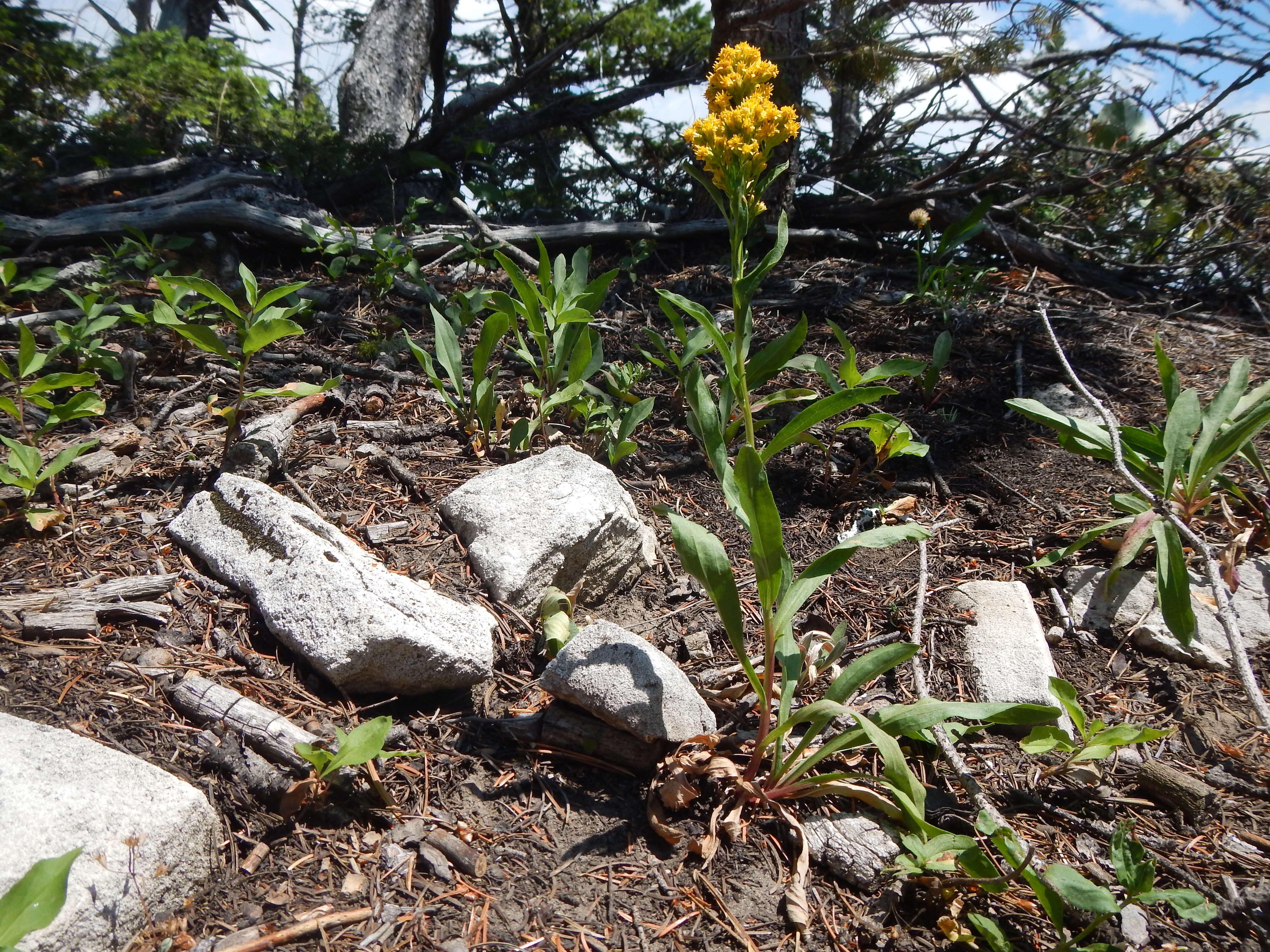 Image of Missouri goldenrod