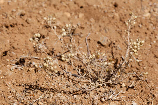 Image of Gordon's bladderpod