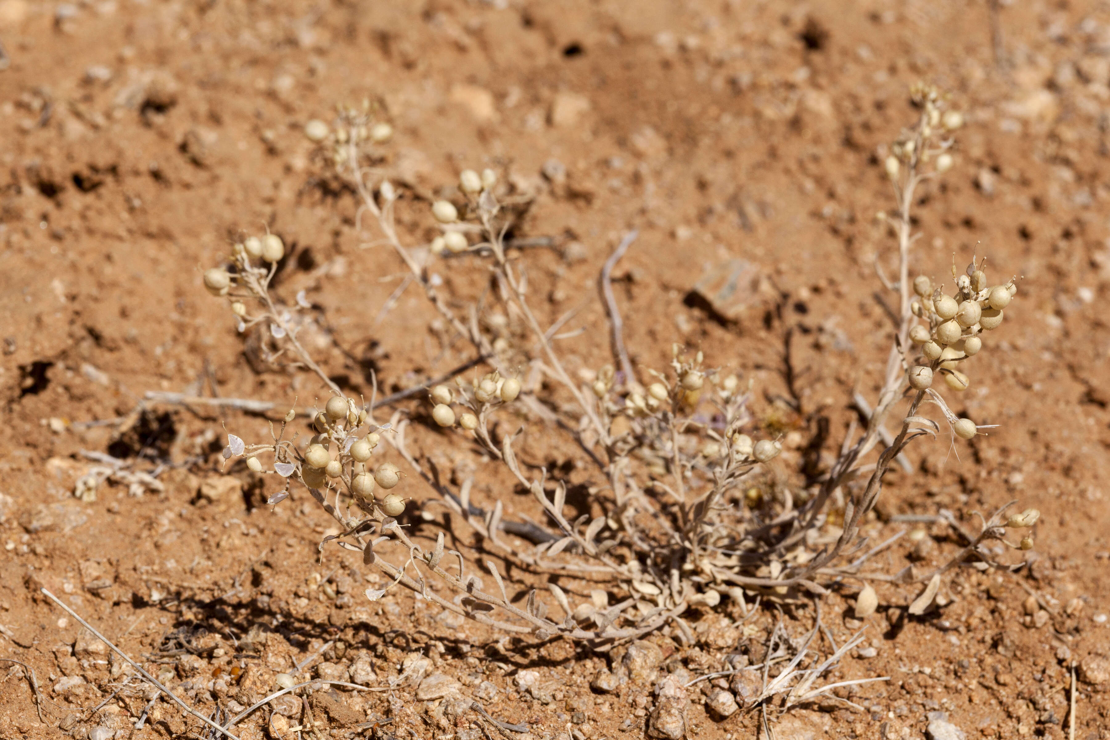 Image of Gordon's bladderpod