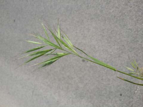 Image of compact brome