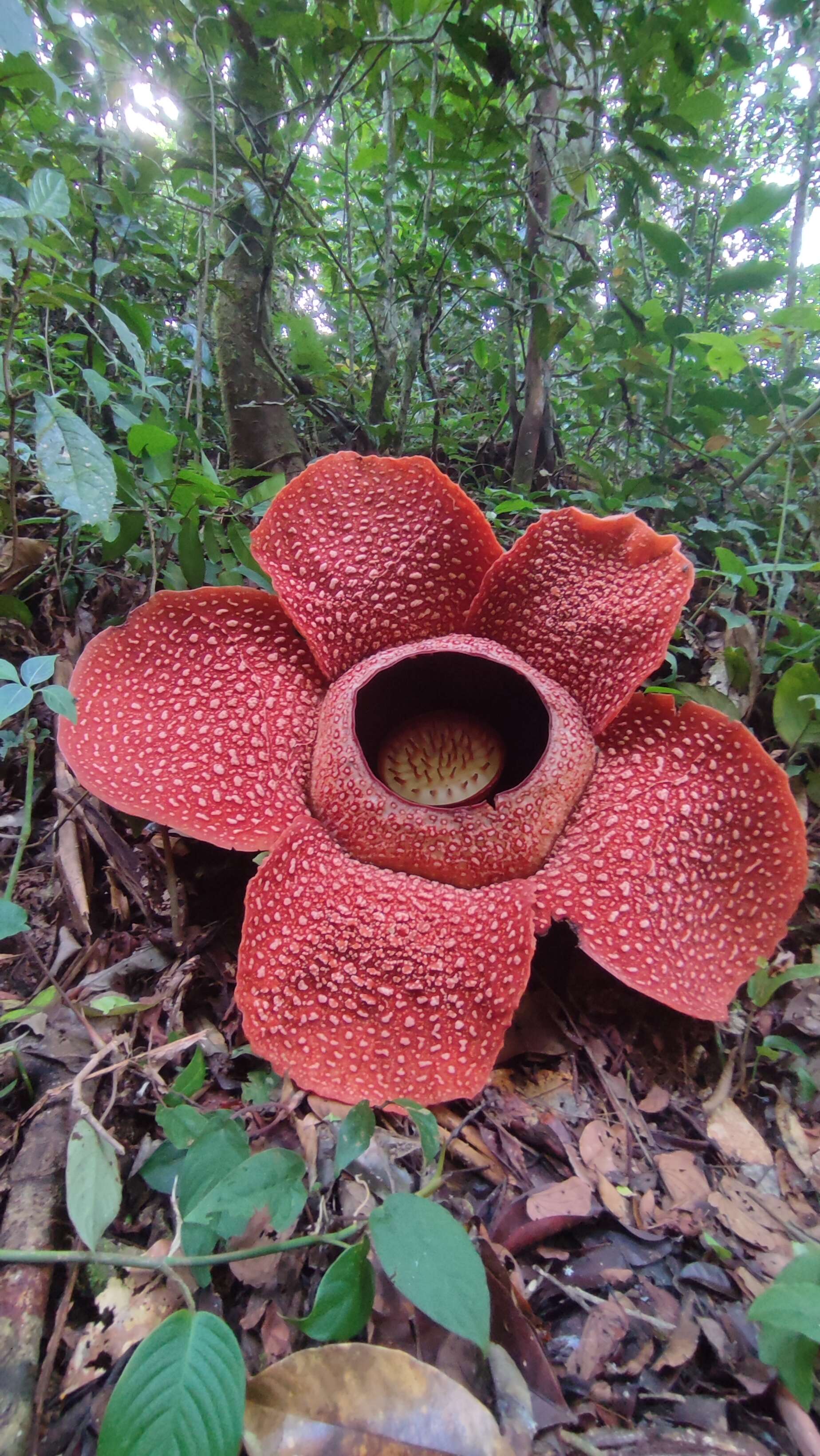 Image de Rafflesia arnoldii R. Br.