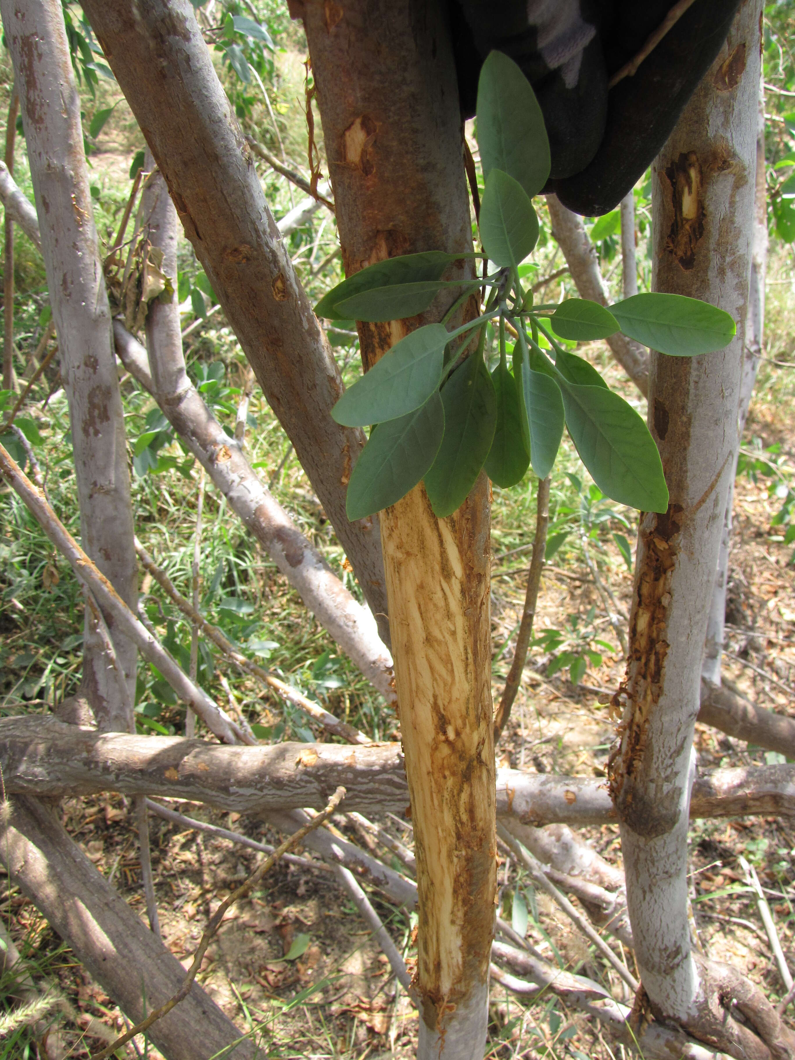 Image of tree tobacco