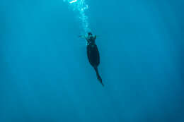 Image of Black Shag