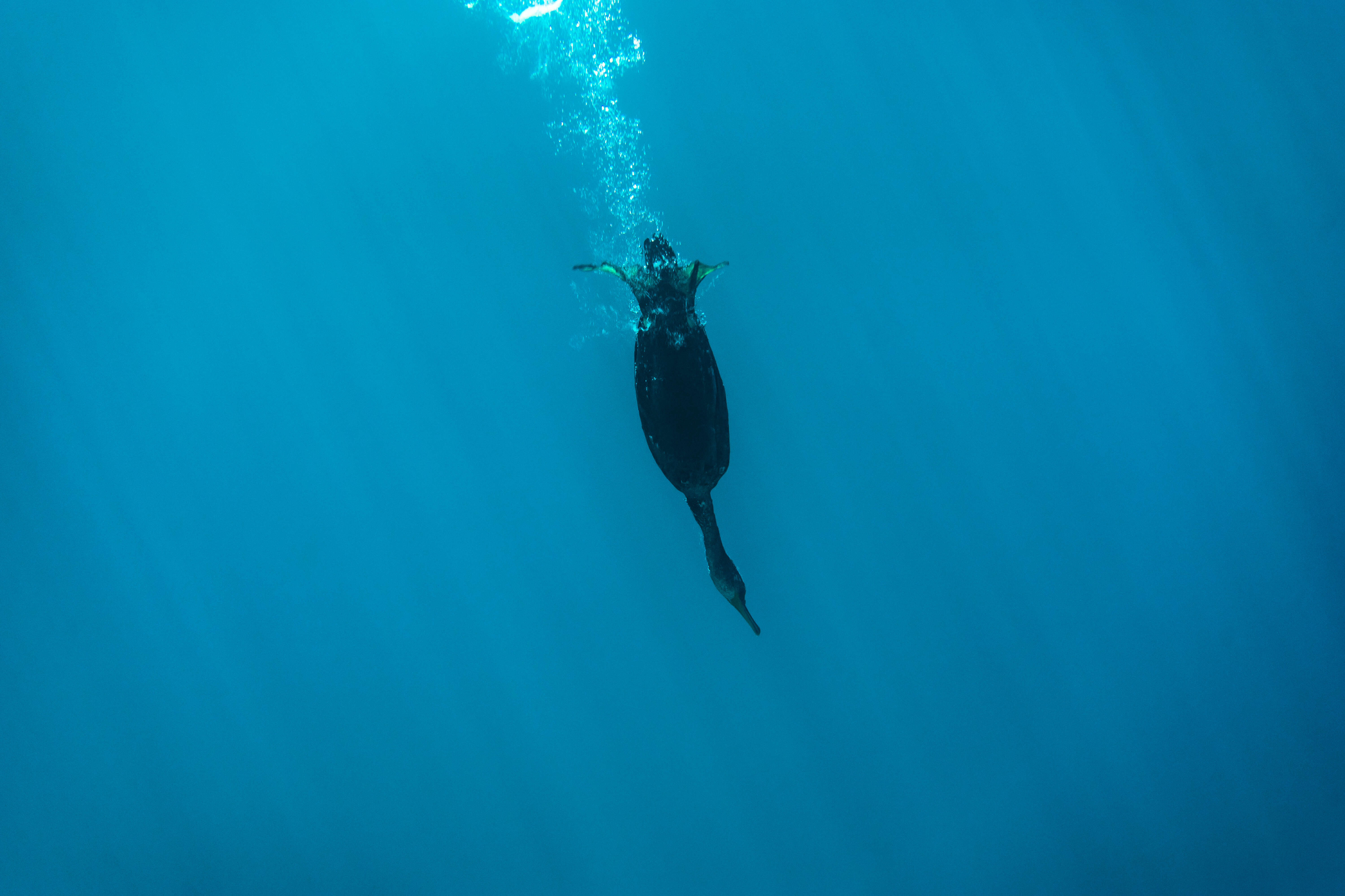 Image of Black Shag