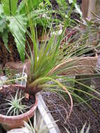 Image of Tillandsia guatemalensis