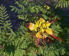 Image of bird-of-paradise shrub