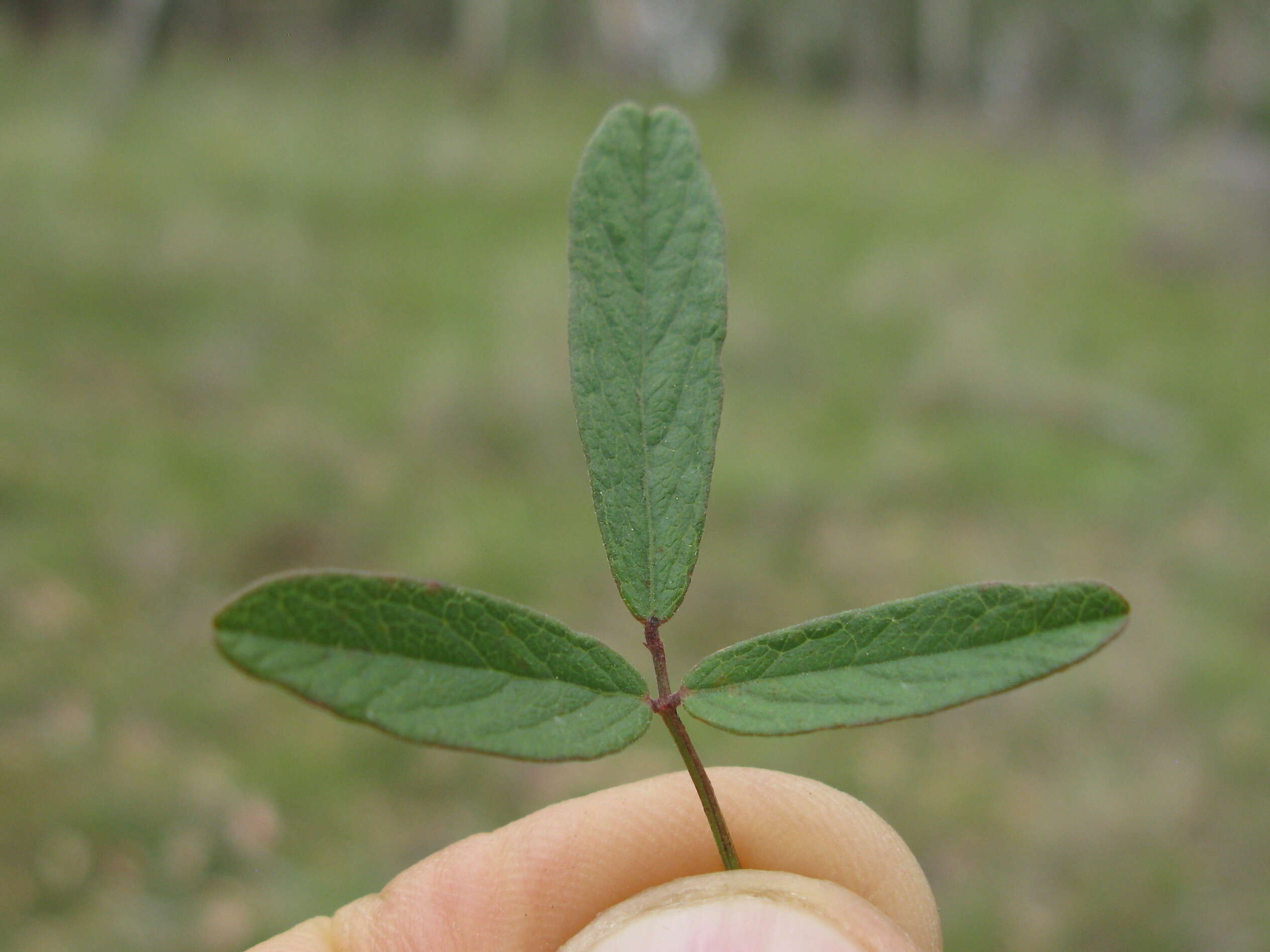 Image of Desmodium varians (Labill.) G. Don