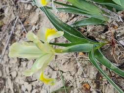 Image of Iris caucasica Hoffm.