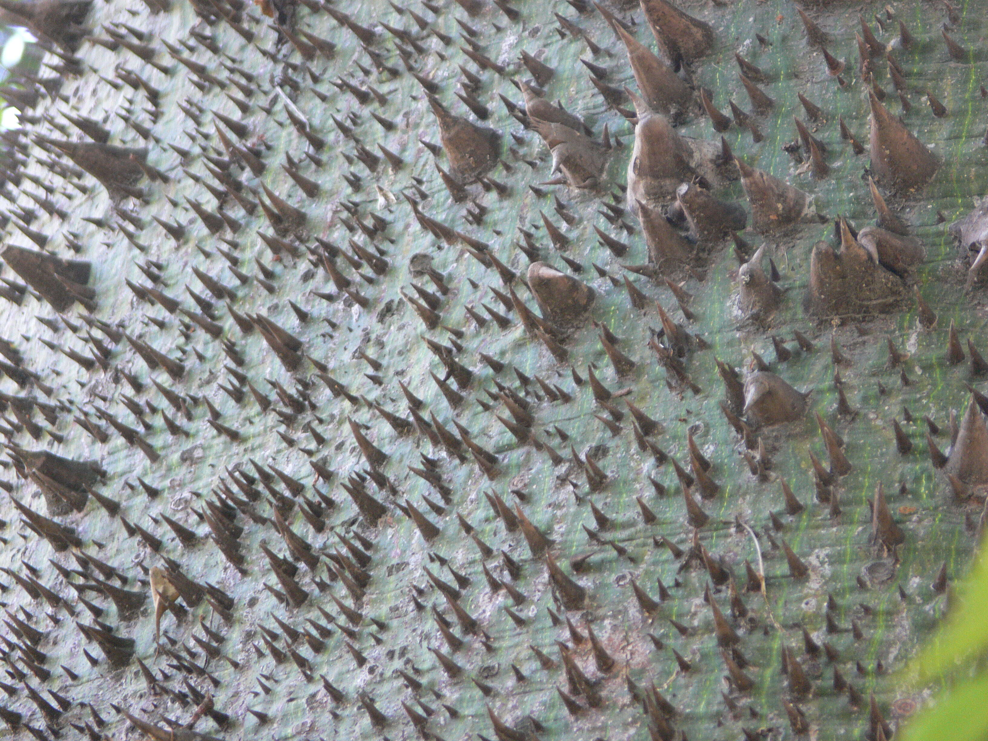 Image de Ceiba insignis (Kunth) P. E. Gibbs & J. Semir