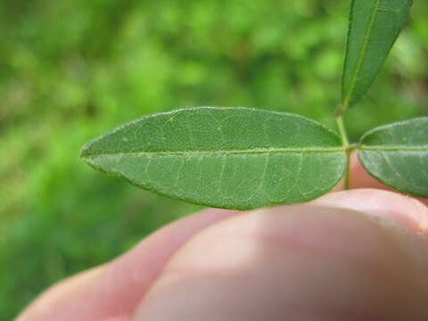 Image of Glycine cyrtoloba Tindale