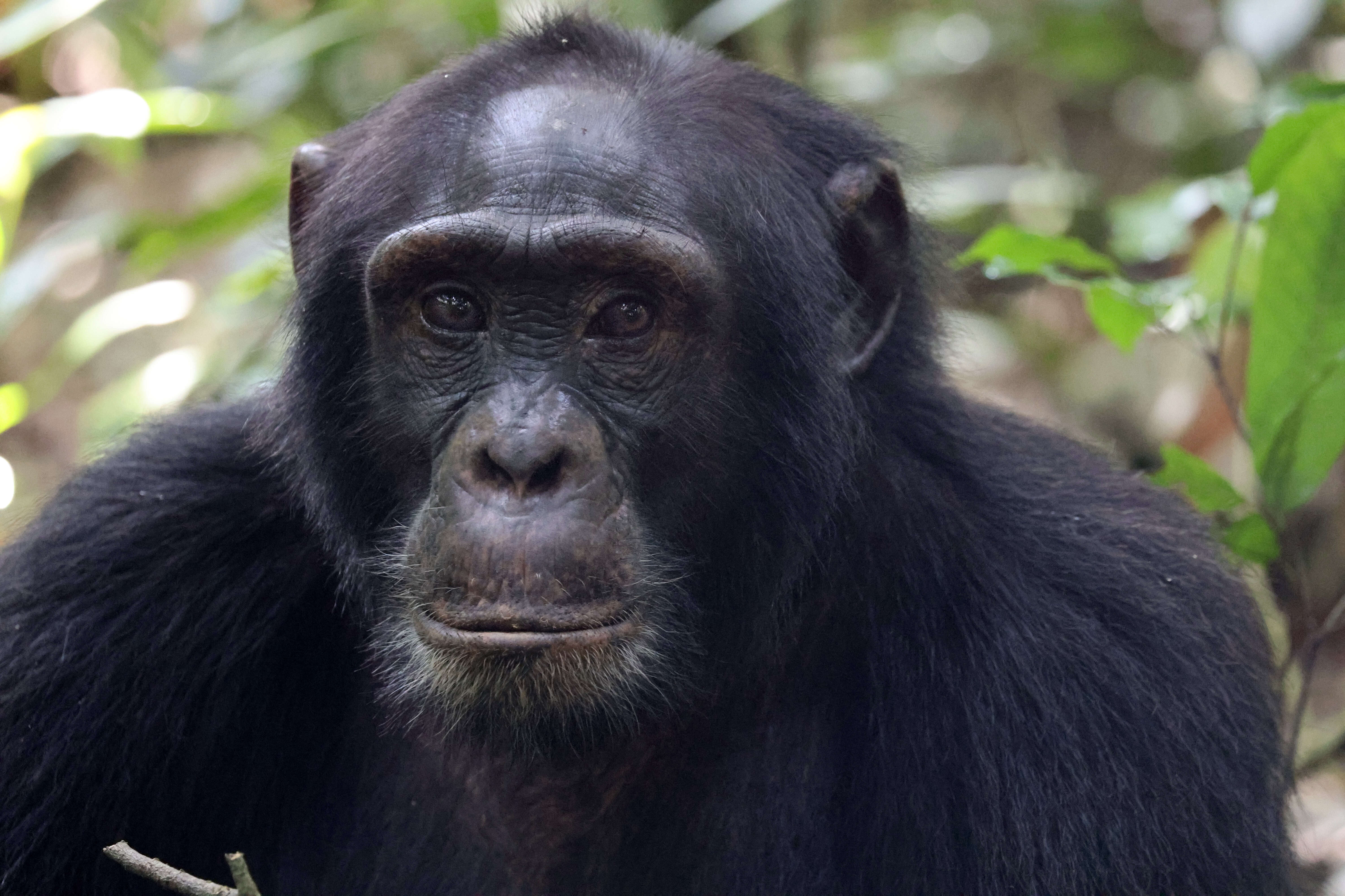 Image of Eastern Chimpanzee