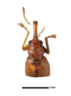 Image of Auletobius