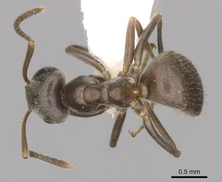 Image of Small black ant
