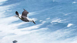 Image of Indian Yellow-nosed Albatross