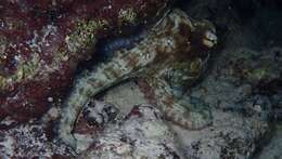 Image of Brazil reef octopus