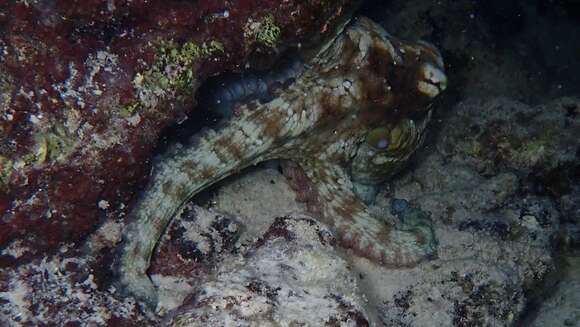 Image de Octopus insularis Leite & Haimovici 2008