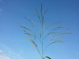 Image of fall panicgrass