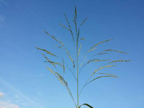 Panicum dichotomiflorum Michx. resmi