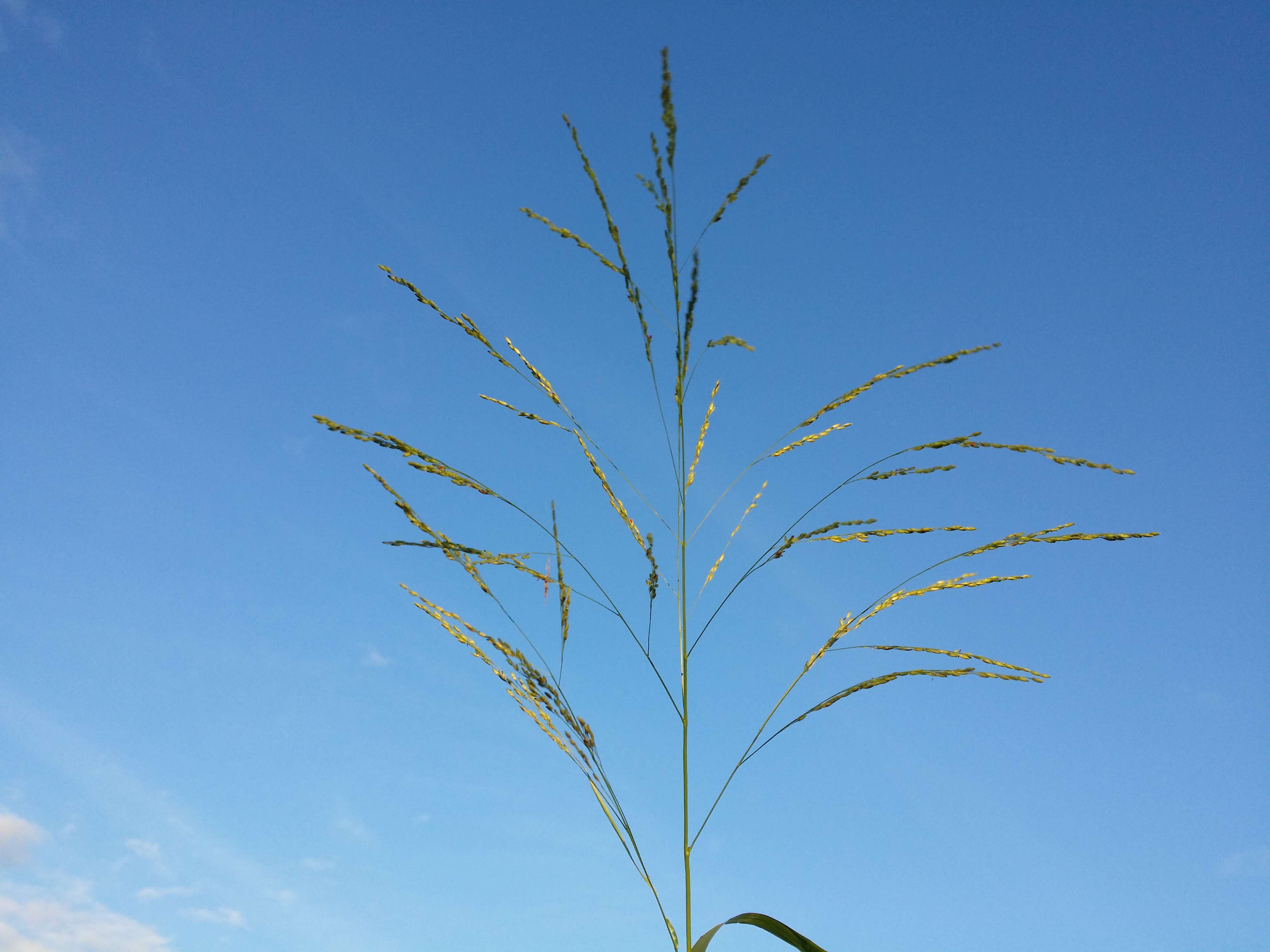 Panicum dichotomiflorum Michx. resmi