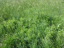 Image of creeping willow