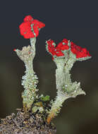 Image of Cladonia coccifera
