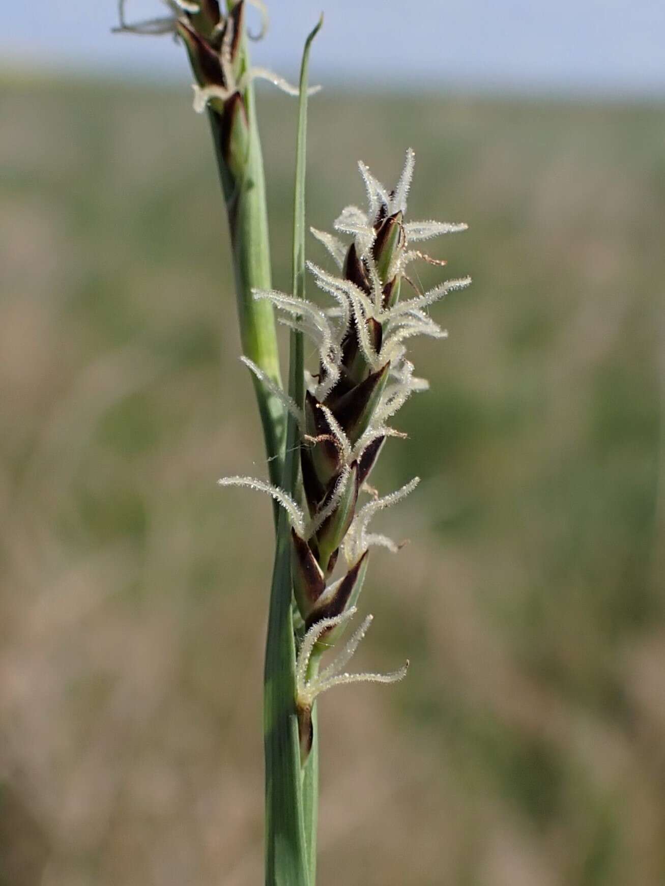 Image of carnation sedge