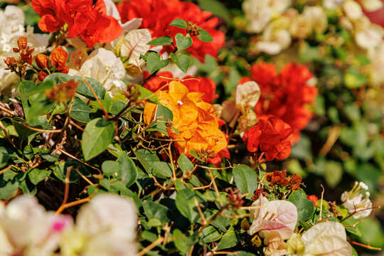 Слика од Bougainvillea