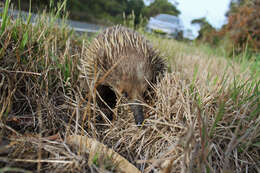 Image of echidnas