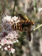 Image of Andrena prunorum Cockerell 1896