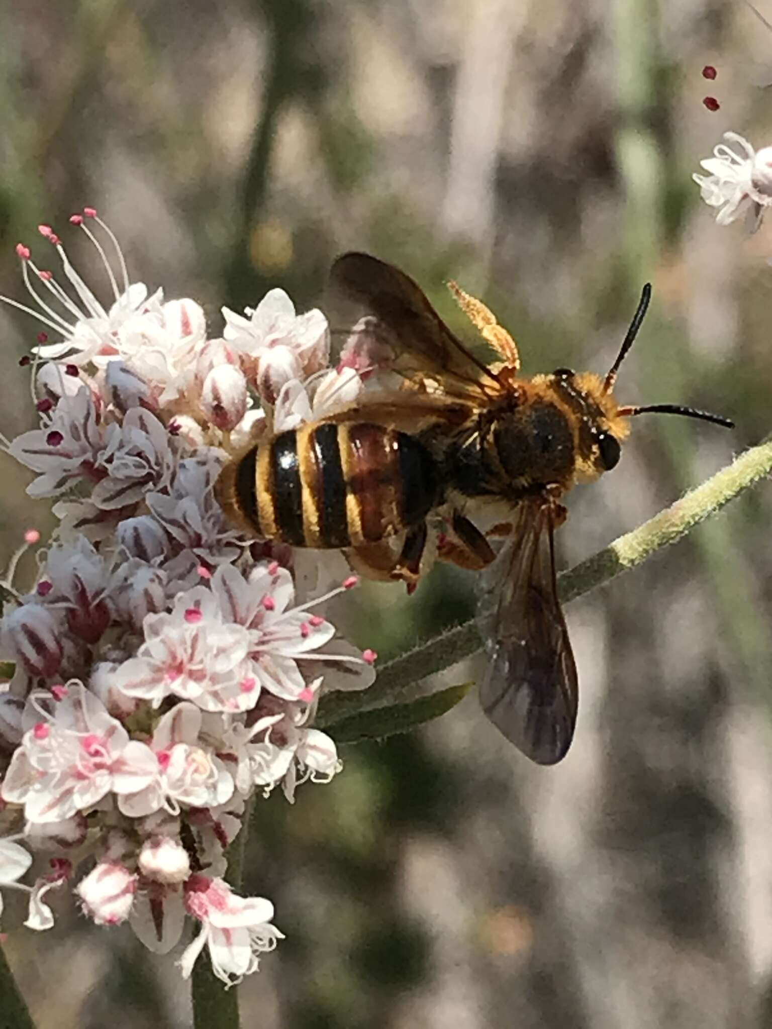 Andrena prunorum Cockerell 1896 resmi