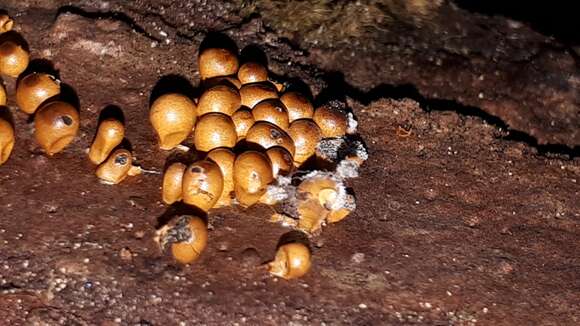 Image of Egg-shell Slime Mould