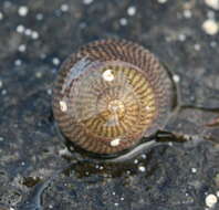 Image of Steromphala cineraria (Linnaeus 1758)