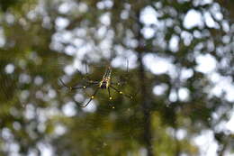 Image of Nephila pilipes (Fabricius 1793)