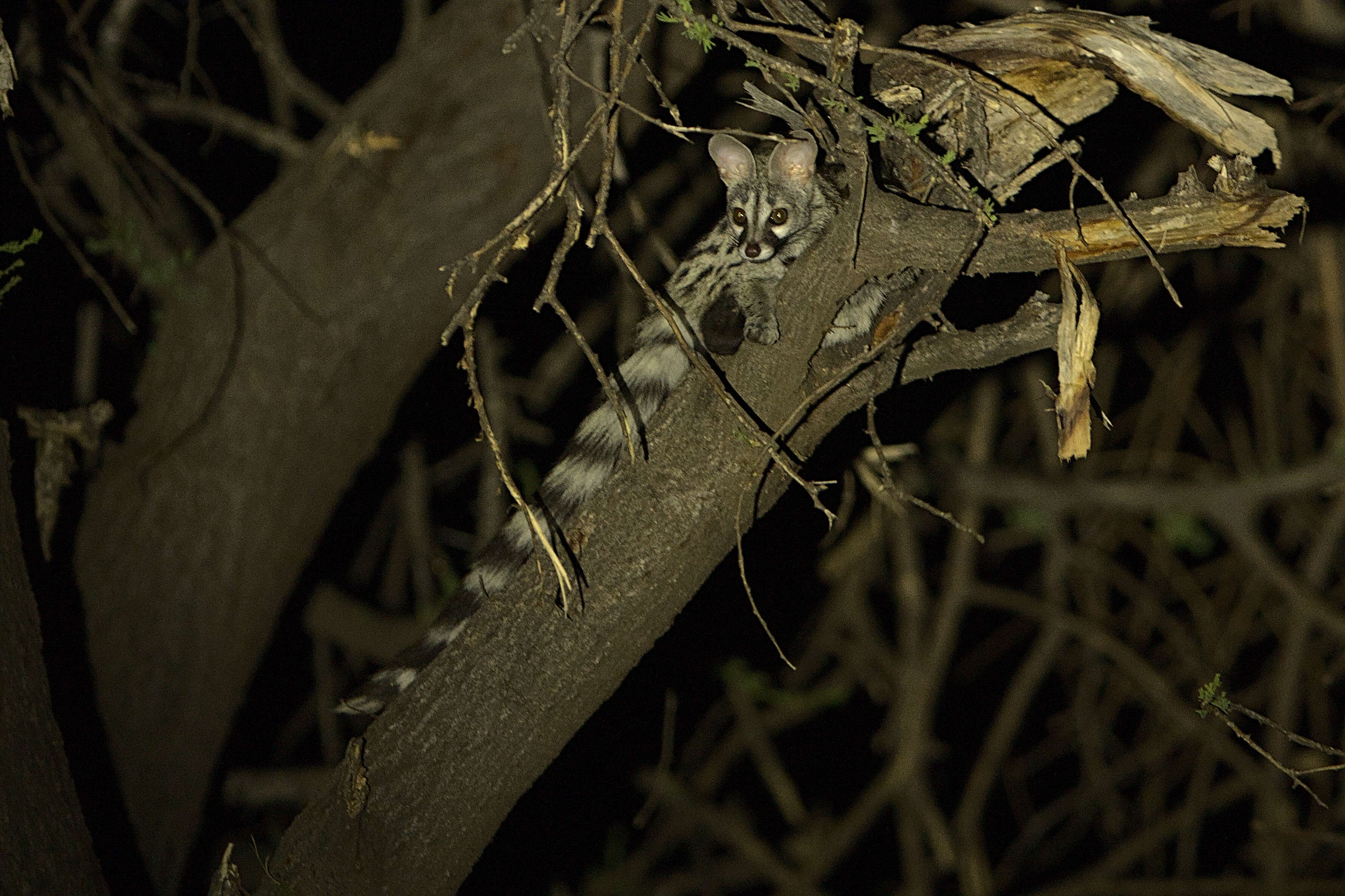 Image of Blotched Genet