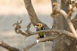 Image of Crested Barbet
