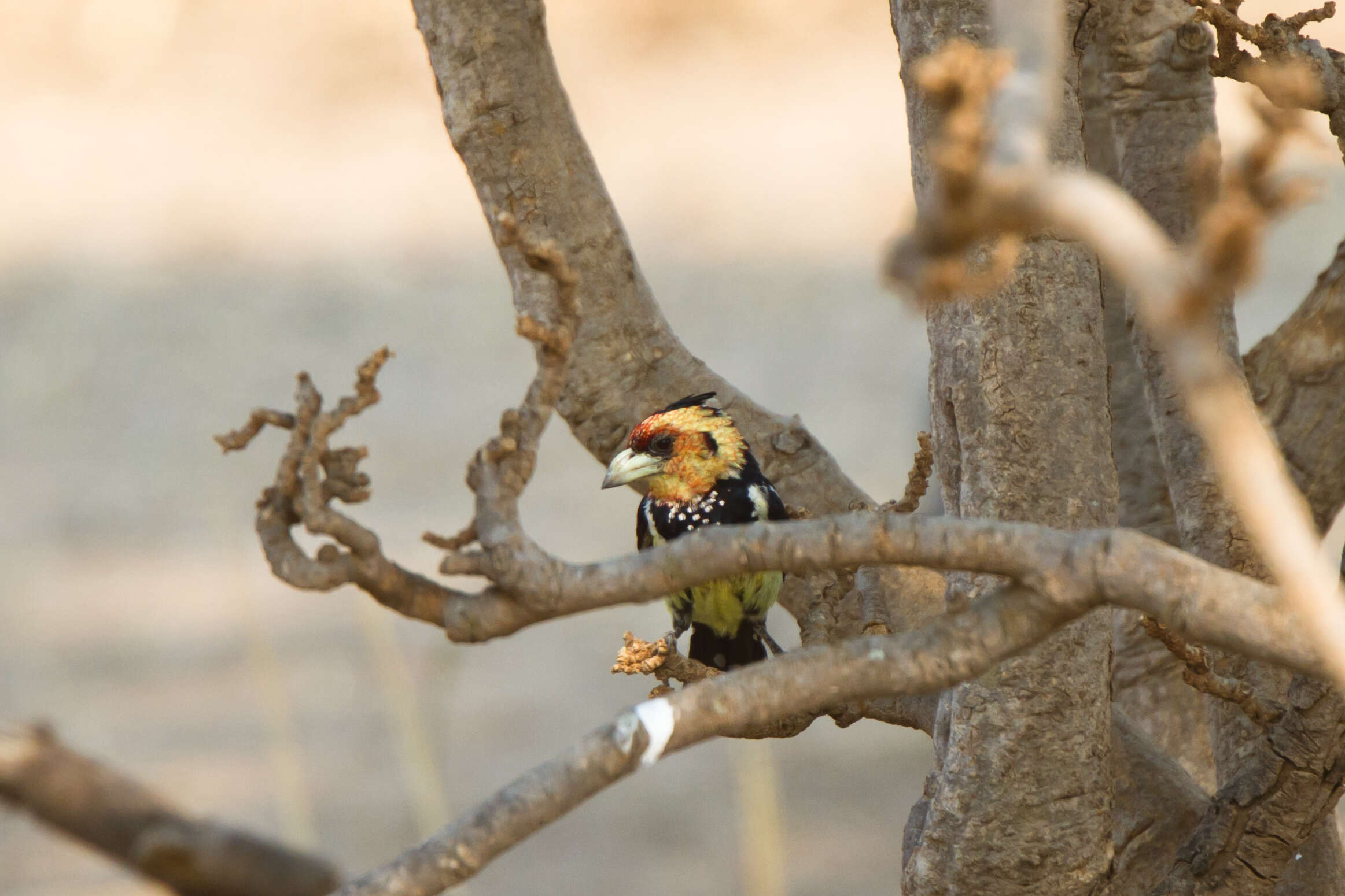 Image of Crested Barbet