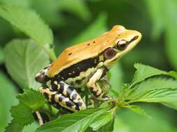 Image of widespread fungoid frog