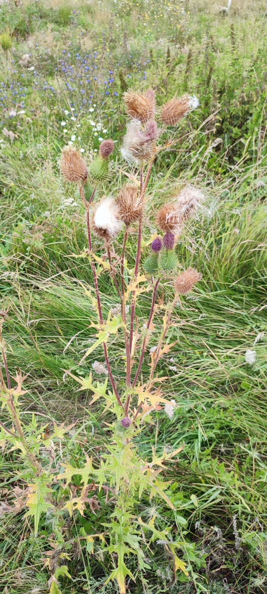 Image of Spear Thistle