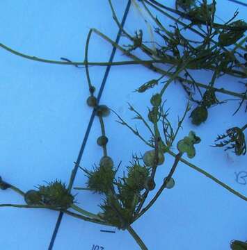 Image of Great tassel stonewort