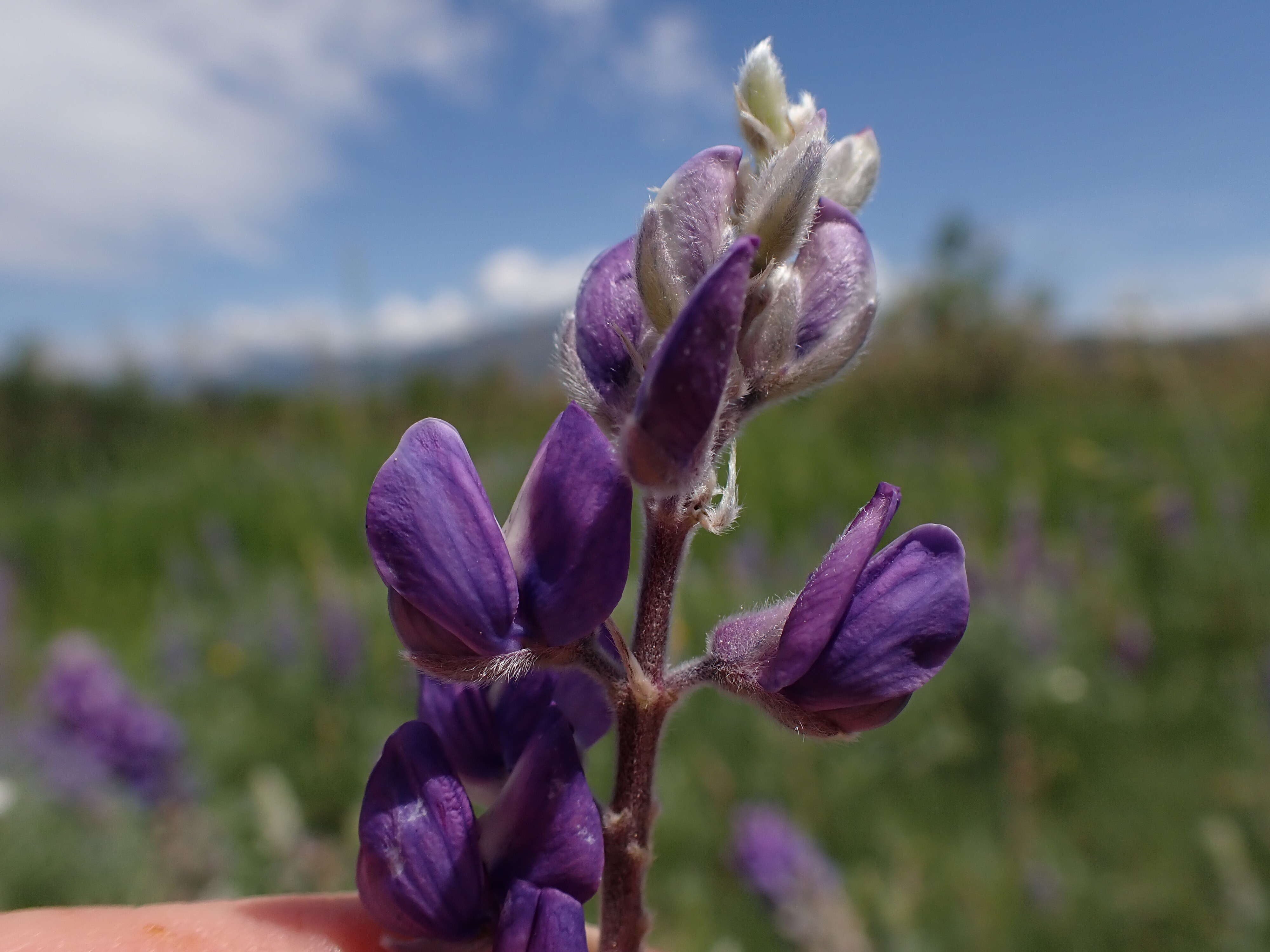 Imagem de Lupinus argenteus Pursh