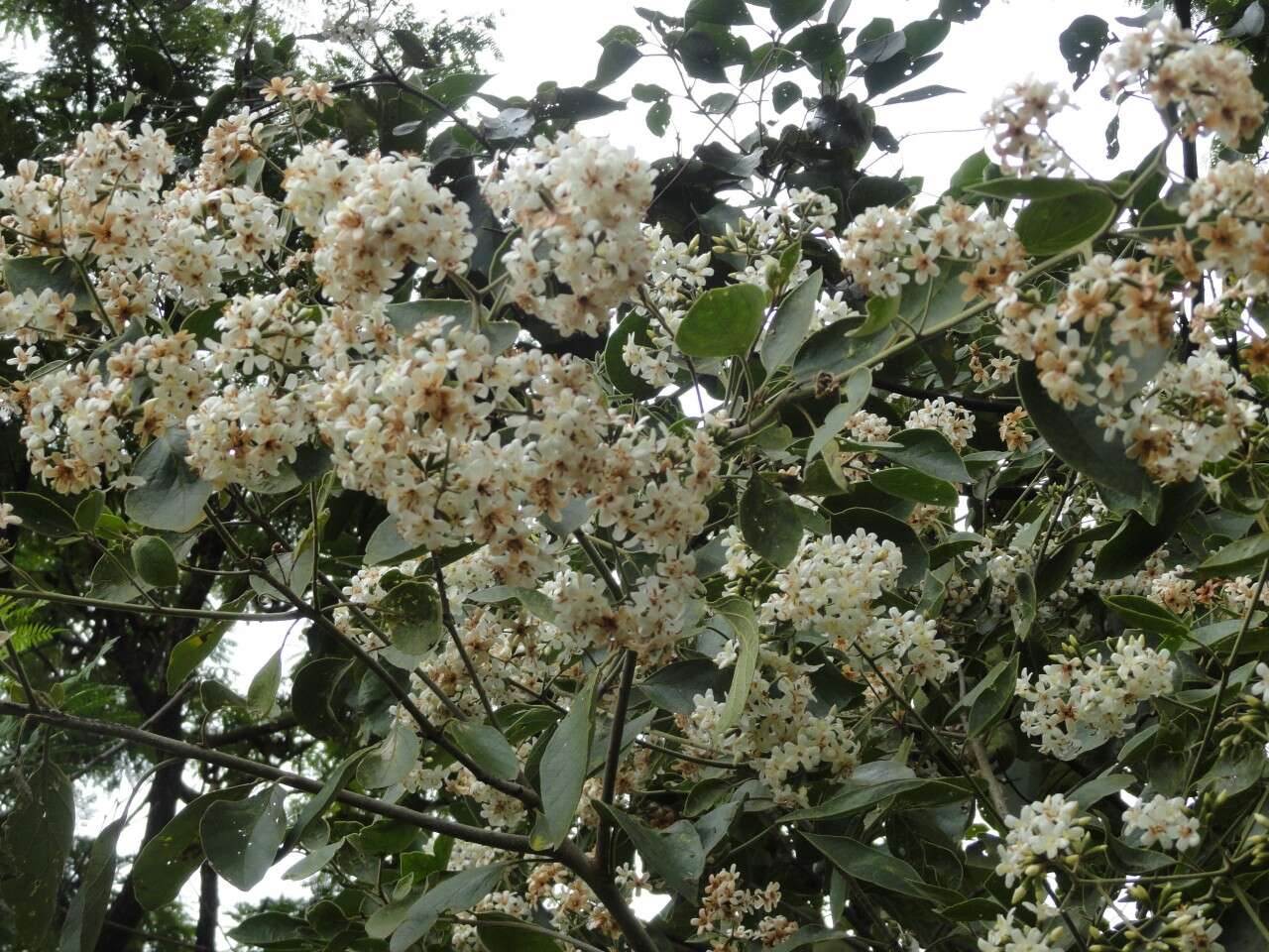 Слика од Cordia trichotoma (Vell.) Arrab. ex Steud.