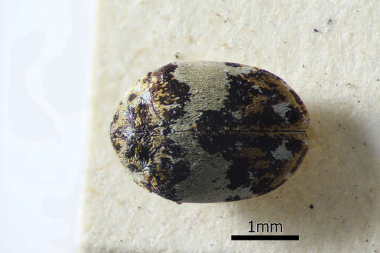 Image of Dermestid beetle