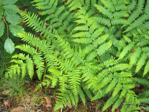 Image of Bracken