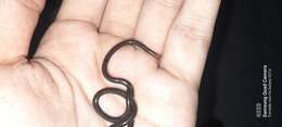 Image of Whitenose Blind Snake