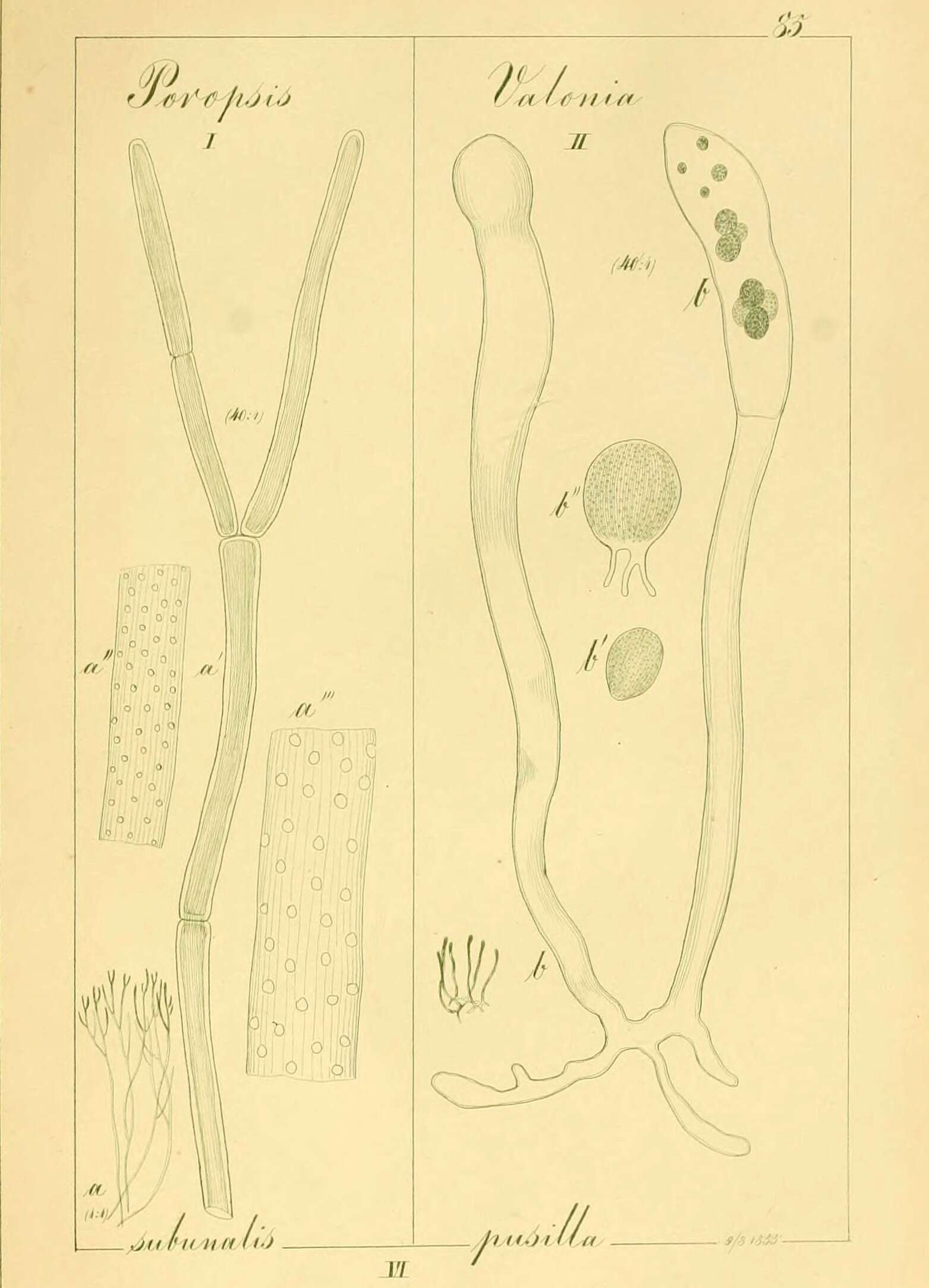 Image of Poropsis Kützing 1856
